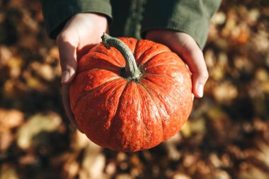 Bir kişi bir balkabağı tutar.
