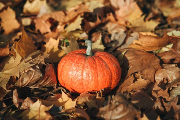 Labu pada latar belakang musim gugur — Stok Foto