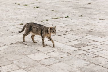 A yolunu yitirmek kedi.