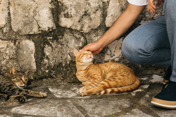 男人抚摸一只街头猫. — 图库照片