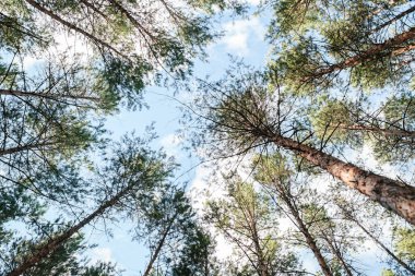 Uzun çam veya çam ormanı.