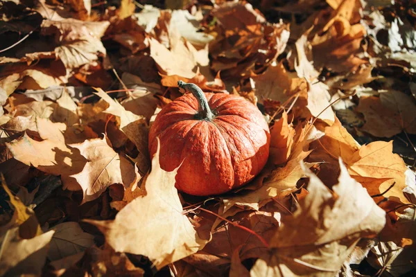Labu pada latar belakang musim gugur — Stok Foto