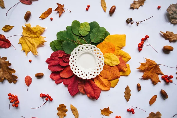 Pelat putih pada daun berwarna-warni — Stok Foto
