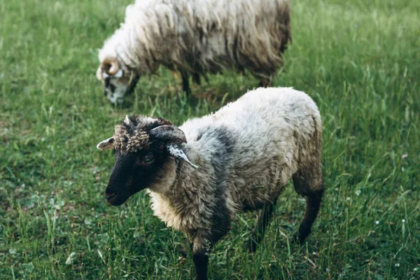 En grupp eller en flock av får — Stockfoto