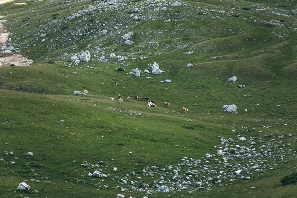 Las vacas pastan y comen hierba — Foto de Stock