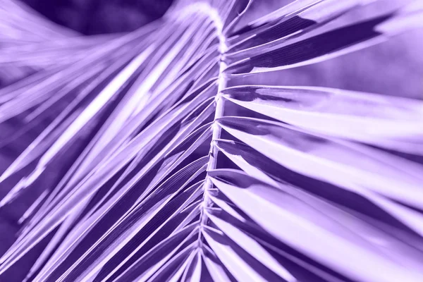 棕榈枝在彩色紫外线 — 图库照片