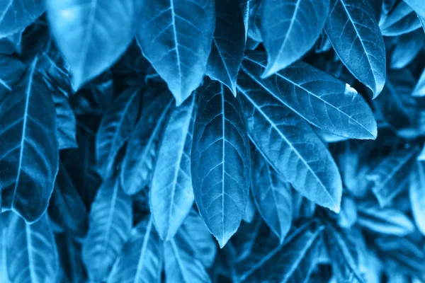 Closeup leaves in galaxy blue color