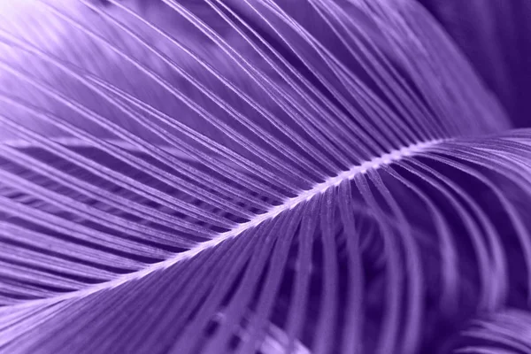 Una foglia di felce nel colore ultravioletto — Foto Stock