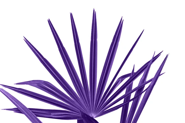 Palm Branch i färg ultraviolett — Stockfoto