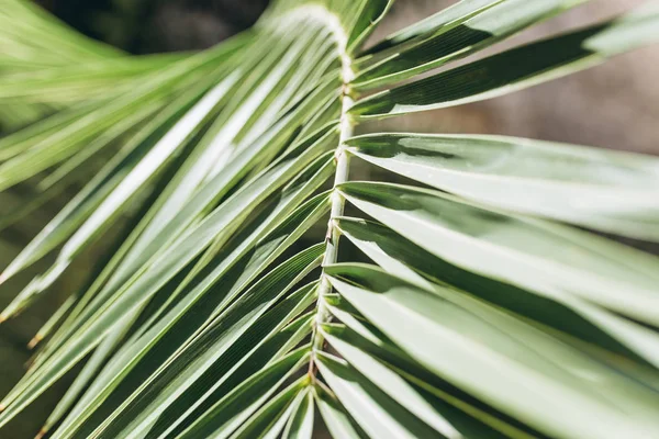 Närbild Palm filial bakgrund — Stockfoto