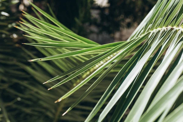 Närbild Palm filial bakgrund — Stockfoto