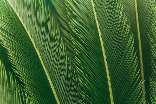 Close-up van Fern achtergrond — Stockfoto