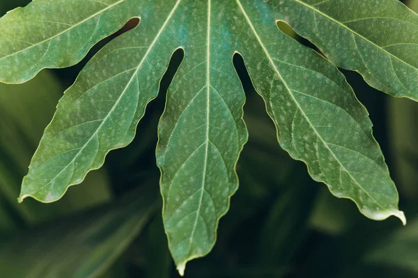 Närbild av gröna blad av Fig Tree — Stockfoto