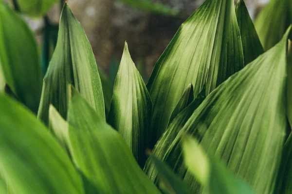 Lotes de fundo folhas verdes . — Fotografia de Stock