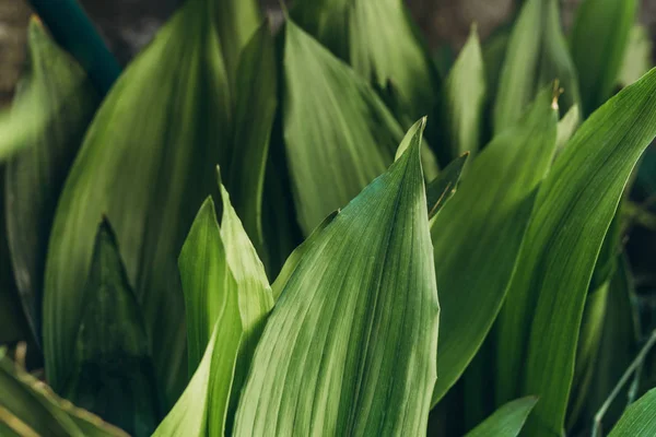 Lotes de fundo folhas verdes . — Fotografia de Stock