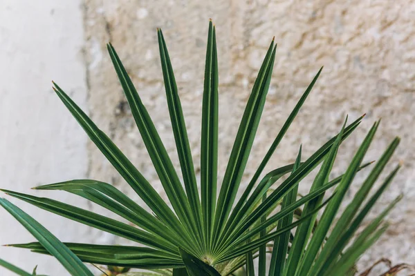 Folhas verdes de uma fábrica — Fotografia de Stock