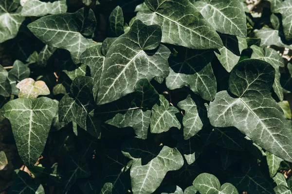 Lots of green leaves background. — Stock Photo, Image