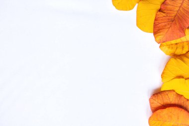 Beyaz arkaplanda sonbahar yaprakları