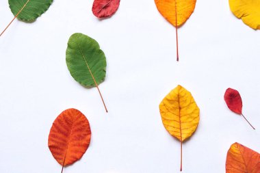 Renkli yapraklar. Seasons.