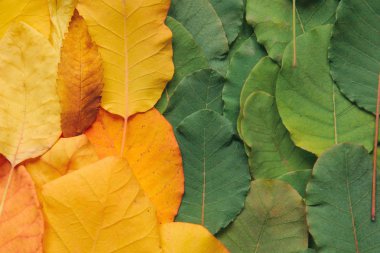 Renkli yaprakların yakın çekim.