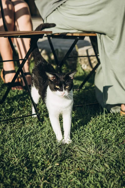 Siyah beyaz bir kedi Close-up — Stok fotoğraf