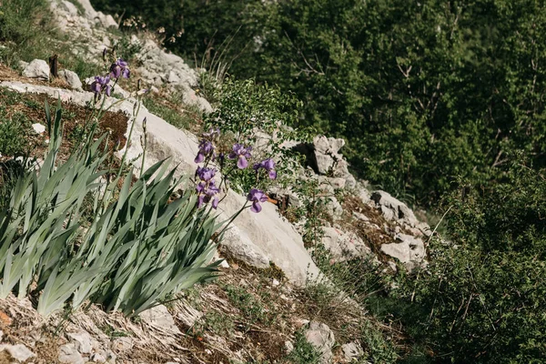 Ένα λουλούδι μεγαλώνει ανάμεσα σε ένα βράχο — Φωτογραφία Αρχείου