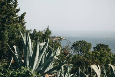 Ağaçlar ve diğer bitkiler