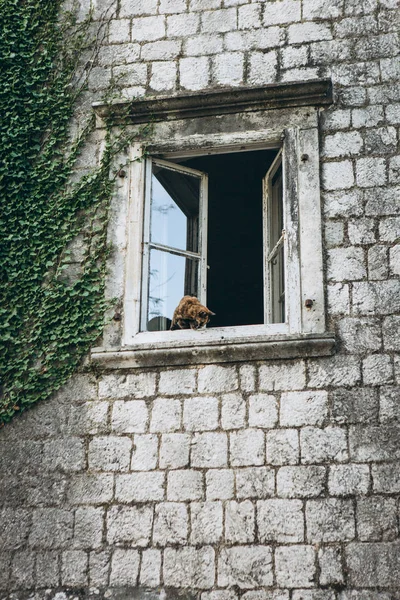 El gato mira desde la ventana —  Fotos de Stock