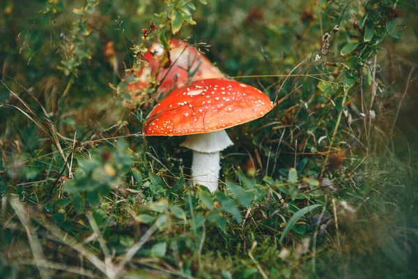 Несъедобные Грибы Amanita Растут Лесу — стоковое фото