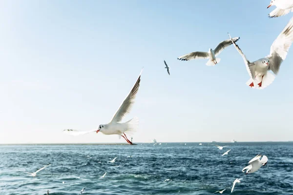 Grupo Gaviotas Vuela Contra Cielo Azul — Foto de Stock