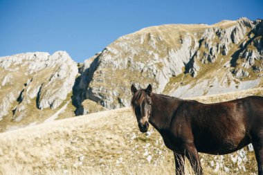 Bir aygır ya da atın portresi