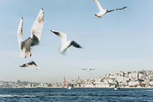 Group Seagulls Flies Bosphorus Background Istanbul Turkey — 스톡 사진