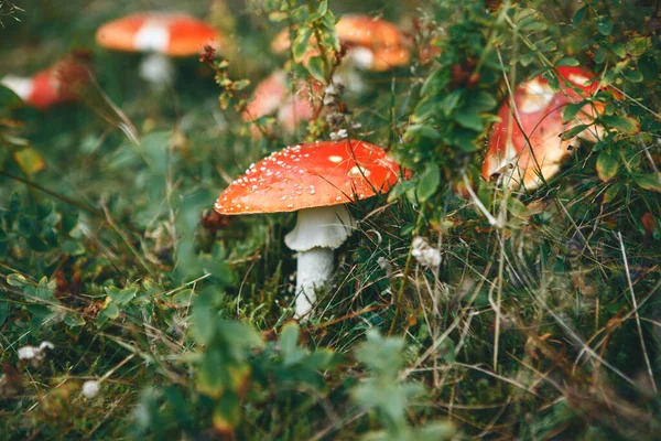 Cogumelos Inedible Amanita Crescer Floresta — Fotografia de Stock