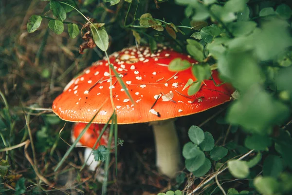 Inedible mushrooms Amanita — Stock Photo, Image