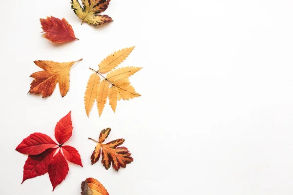 Multicolored Autumn Leaves White Background Nearby Copy Space — Stock Photo, Image