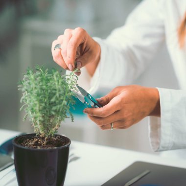 Laboratuvar bitkisel ilaçlar hazırlanması homeopath