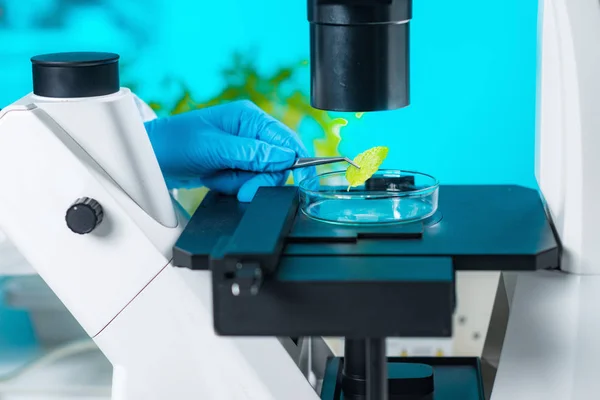 Laboratório Plantas Técnico Biologia Trabalhando Com Plantas Examinando Tecido Vegetal — Fotografia de Stock