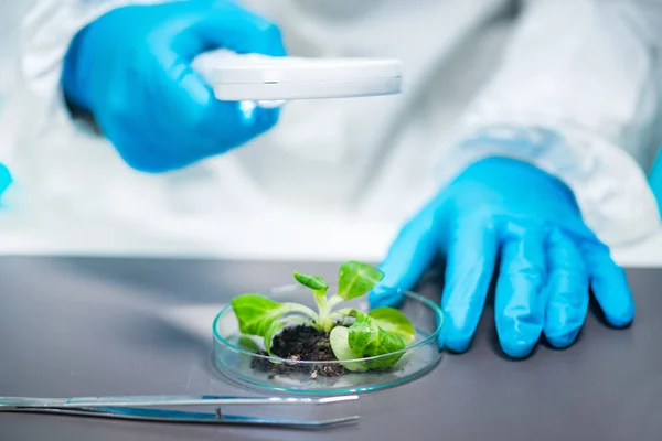 Biológus Vizsgálata Növény Gyökere Laboratóriumban — Stock Fotó