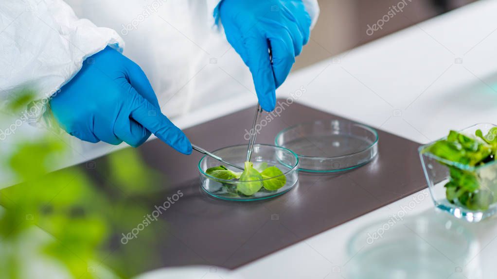 Biologist Examining Samples in laboratory, Plant genetics  
