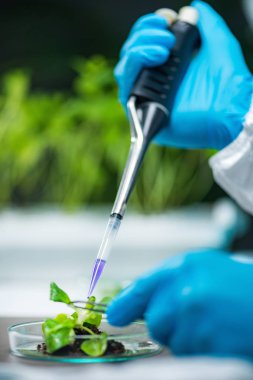 Biyolog inceleyerek bitki kökleri laboratuvar 