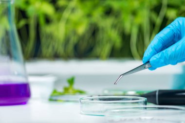 Biyolog İnceleme tohum laboratuarında