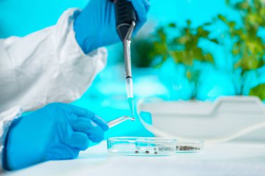 Tohumlar bitki laboratuarında çalışan biyolog kadın