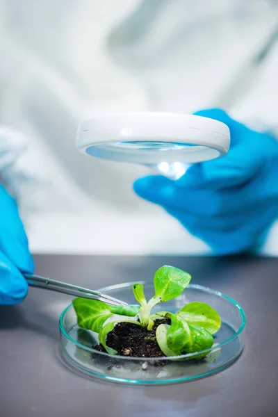 Biológus Vizsgálata Növény Gyökere Laboratóriumban — Stock Fotó