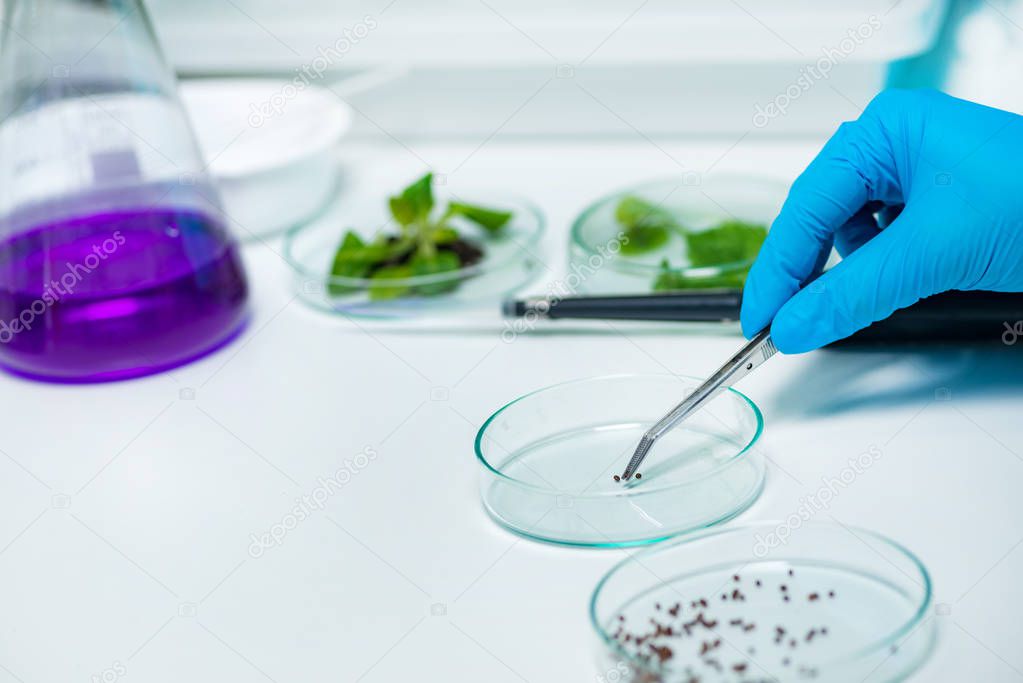 Biologist Examining seeds in laboratory