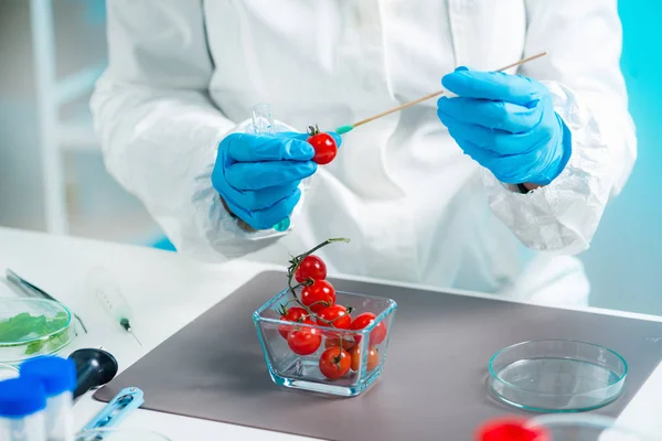 Biólogo Examinando Tomate Cherry Para Pesticidas — Foto de Stock