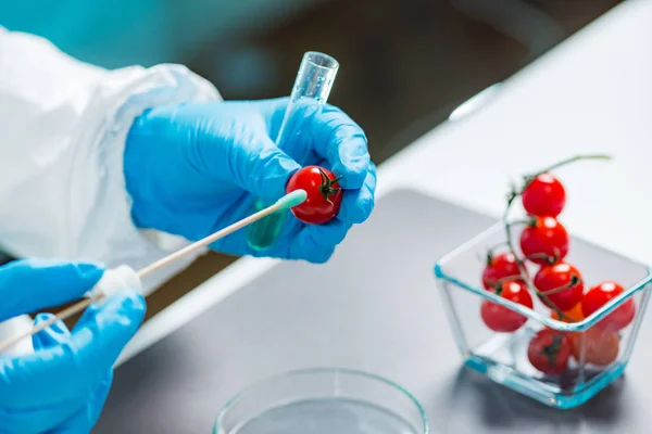 Biólogo Examinando Tomate Cherry Para Pesticidas — Foto de Stock