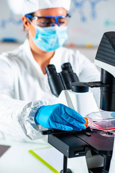 Biotechnology Engineer Inspecting Cell Culture Flask — Stock Photo, Image