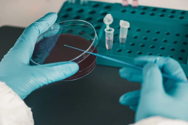 Mikrobiyoloji Petri Yemekler Ile Çalışma — Stok fotoğraf