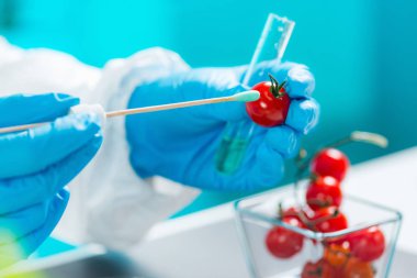 Kiraz domates pestisit için inceleyerek biyolog