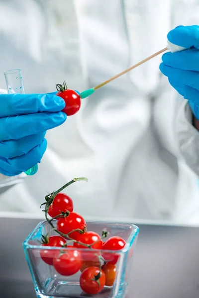 Biologiste Examinant Tomate Cerise Pour Les Pesticides — Photo